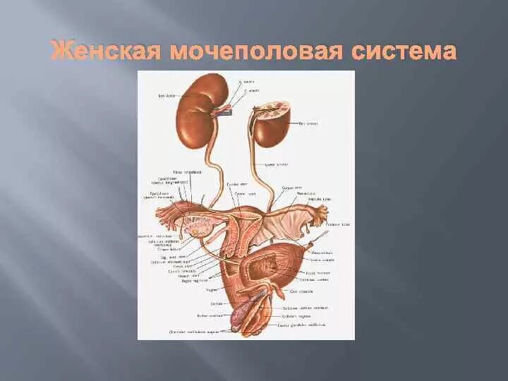 Мочеиспускательная система у женщин строение фото Репродуктивная система человека 8 класс