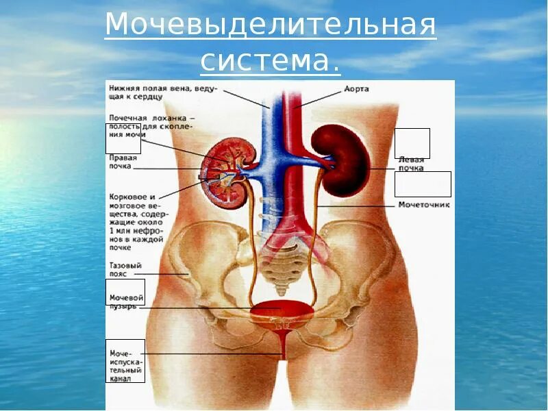 Мочеиспускательная система у женщин строение фото ДИУРЕТИКИ