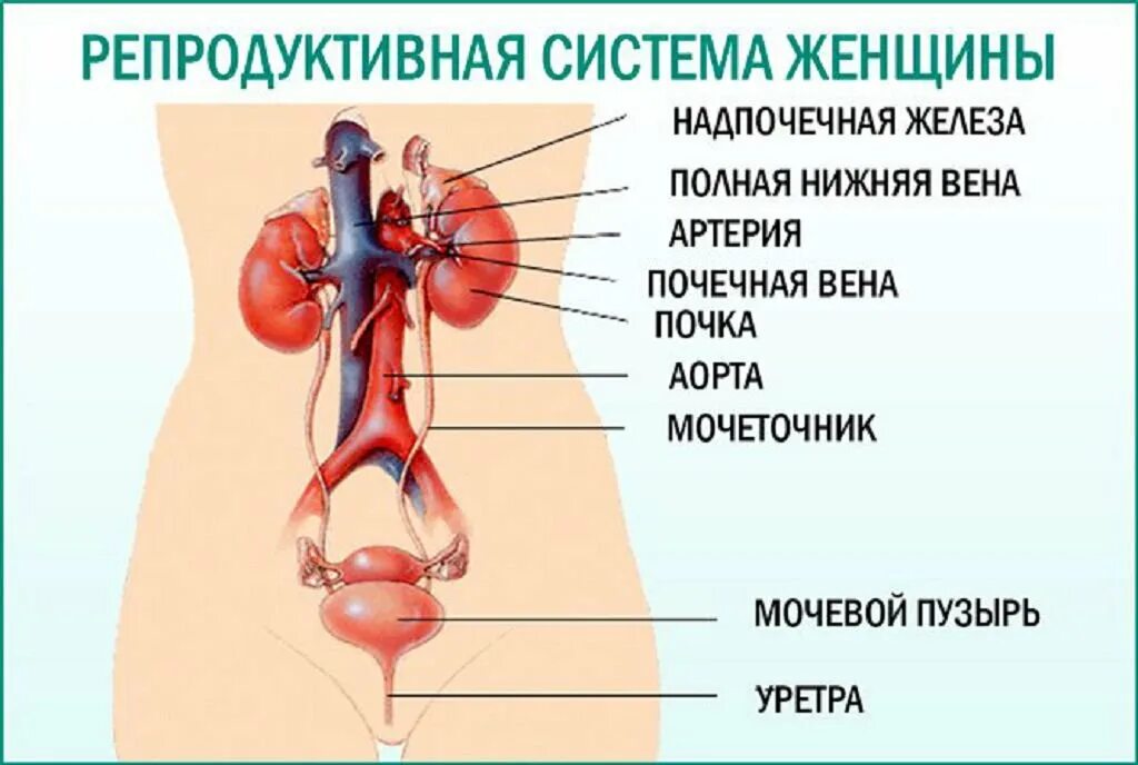 Мочеиспускательная система у женщин строение фото Схема мочеполовой системы