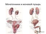 Мочеполовая система женщины фото Мочевыводящая система женщины