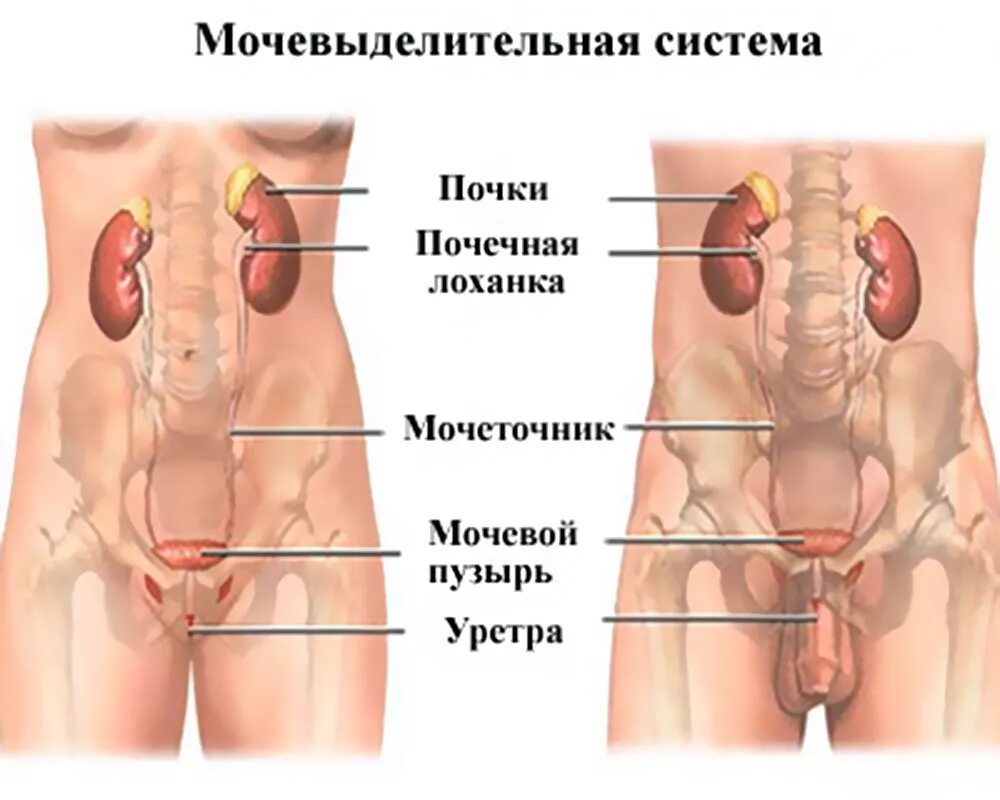 Мочеполовая система женщины фото Мочевой пузырь болезни и симптомы у людей и животных