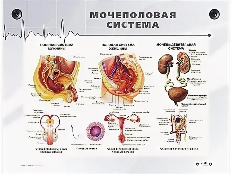 Мочеполовая система женщины фото Комплекс мочеполовая система