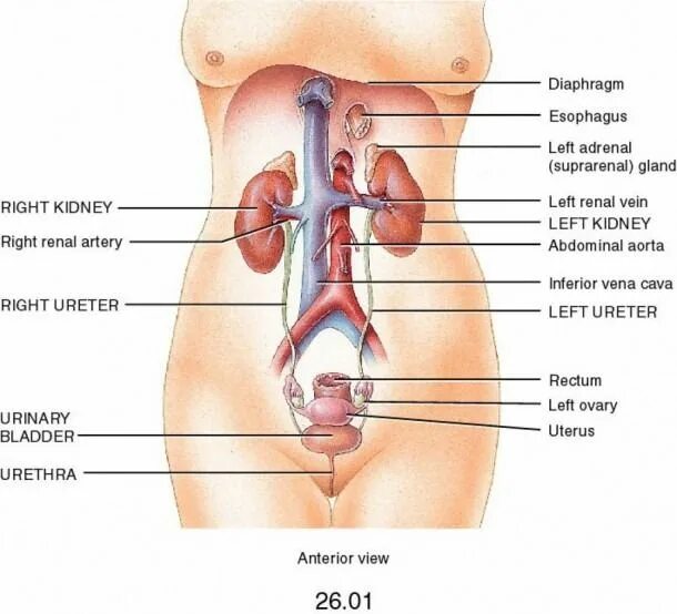 Мочеполовая система женщины фото Pin on Nursing school notes