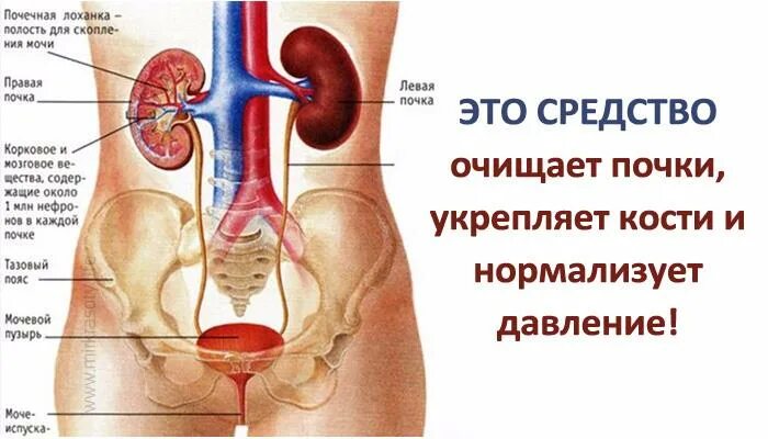 Мочеполовая система женщины фото Очищает почки, укрепляет кости и нормализует давление. Знаете, что это? Naget.Ru