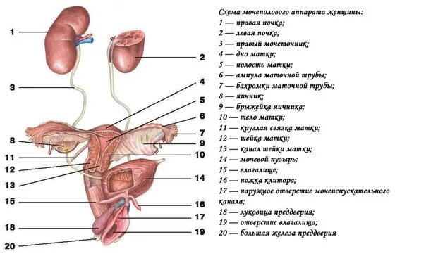 Мочеполовая система женщины фото Расположение мочевого