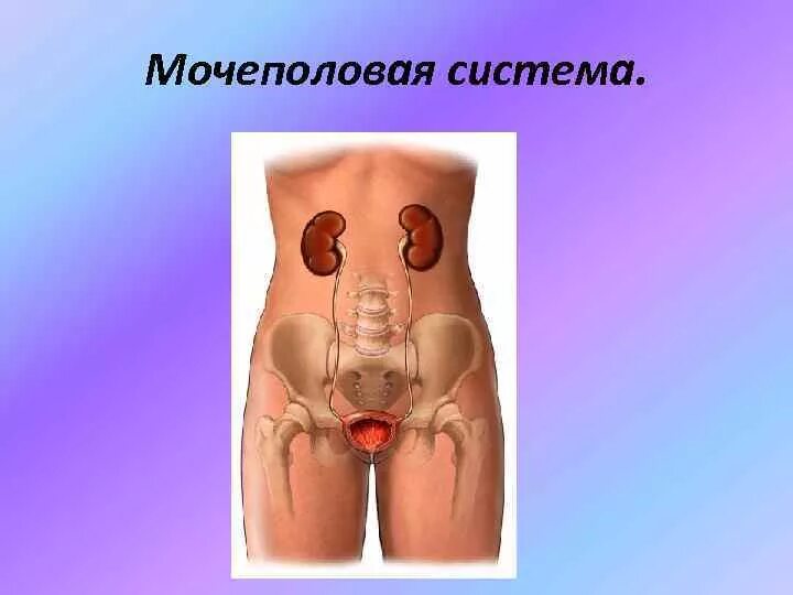 Мочеполовая система женщины фото Мочеполовая система План Общая характеристика мочевых
