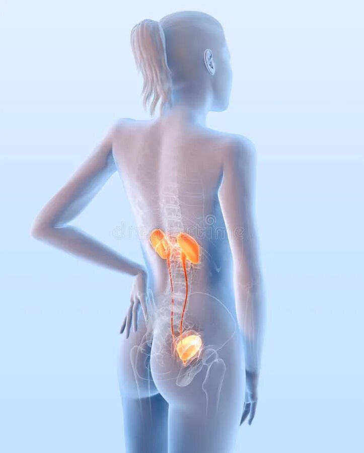 Мочеполовая система женщины фото Painful Urinary System of a Woman, Medically 3D Illustration Stock Illustration 
