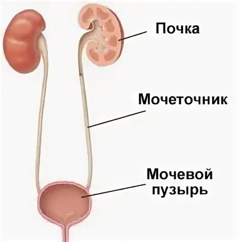 Мочеточник у мужчин строение фото анатомия Юкставезикальный отдел мочеточника схема