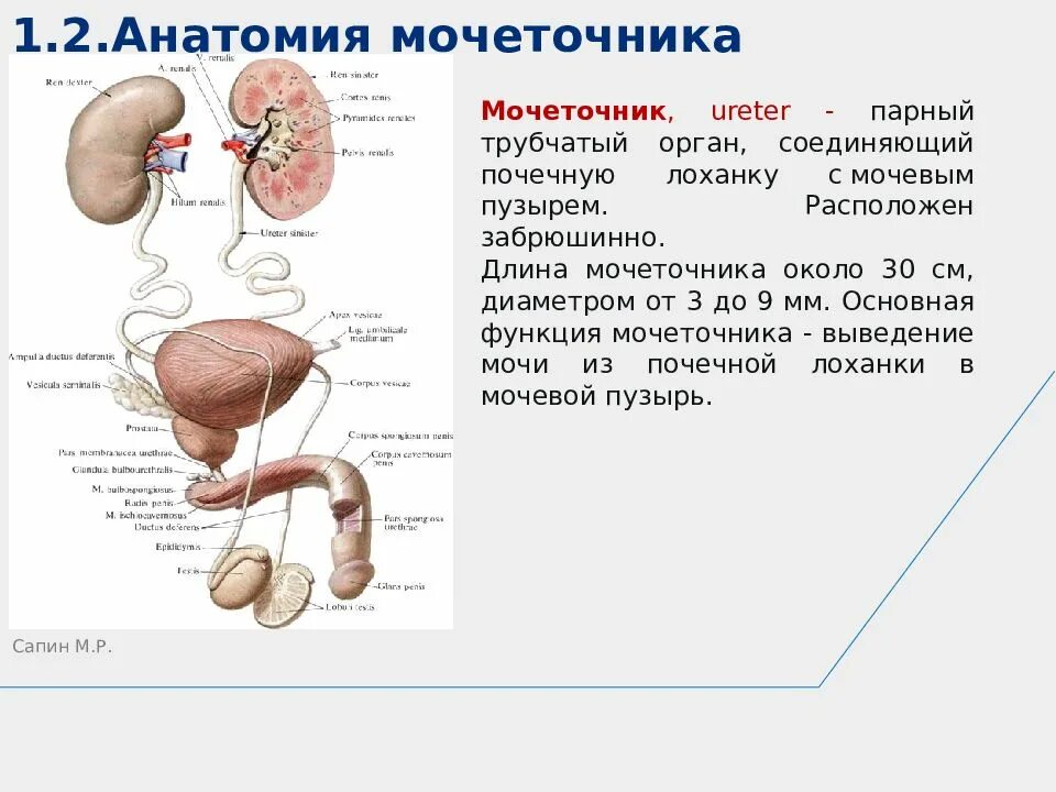 Мочеточник у мужчин строение фото анатомия Схема мочеточника у мужчин