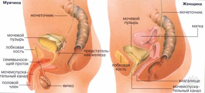 Мочеточники у женщин расположение фото воспаление симптомы Как расположены внутренние органы человека, фото? in 2024 Health, White out, Who