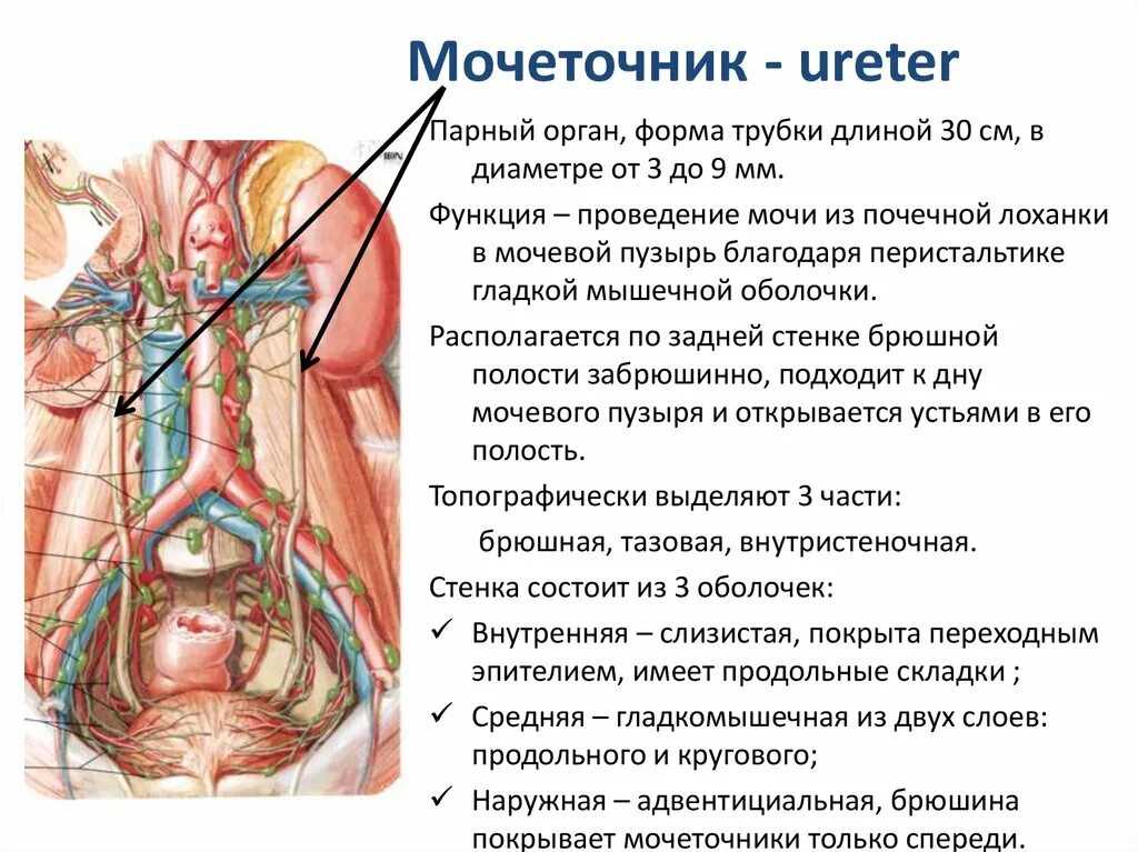 Мочеточники у женщин расположение фото воспаление симптомы Где расположен мочевой у женщин - найдено 85 фото
