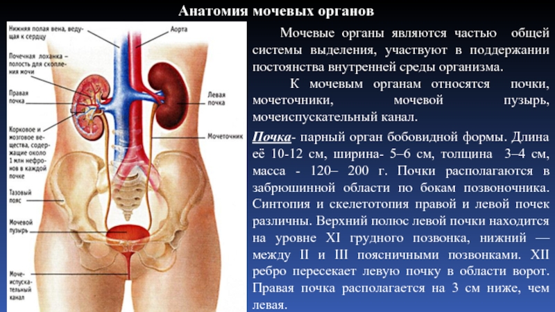 Мочеточники у женщин расположение фото воспаление симптомы Ультрозвуковая диагностика мочекаменной болезни