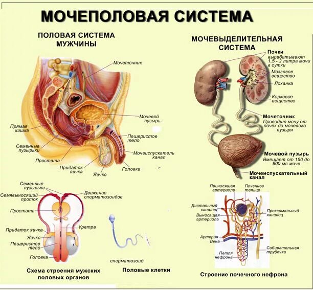 Мочевая система фото Мочеполовая система мужчины и инфекционные заболевания: симптомы и схема лечения