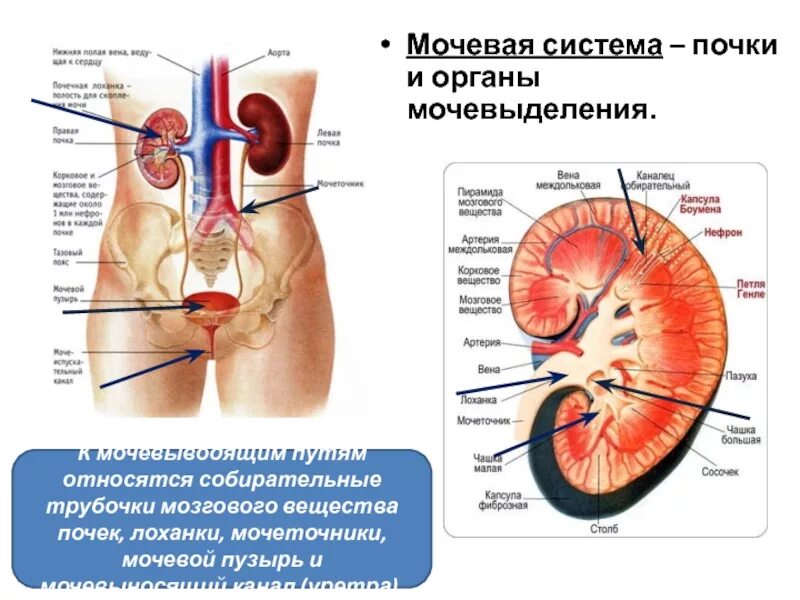 Мочевая система фото Морфологические и функциональные особенности особенности процесса мочевыделения 