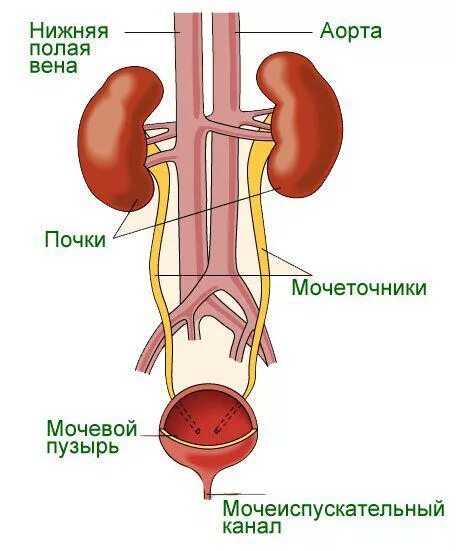 Мочевая система фото Всемирный день почки - 10 Марта 2023 - Главная страница - ГБУЗ РК "СУДАКСКАЯ ГОР