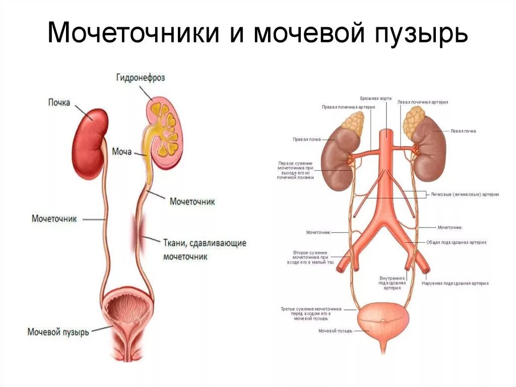 Мочевая система фото Мочеточники у мужчин расположение - CollectPhoto.ru