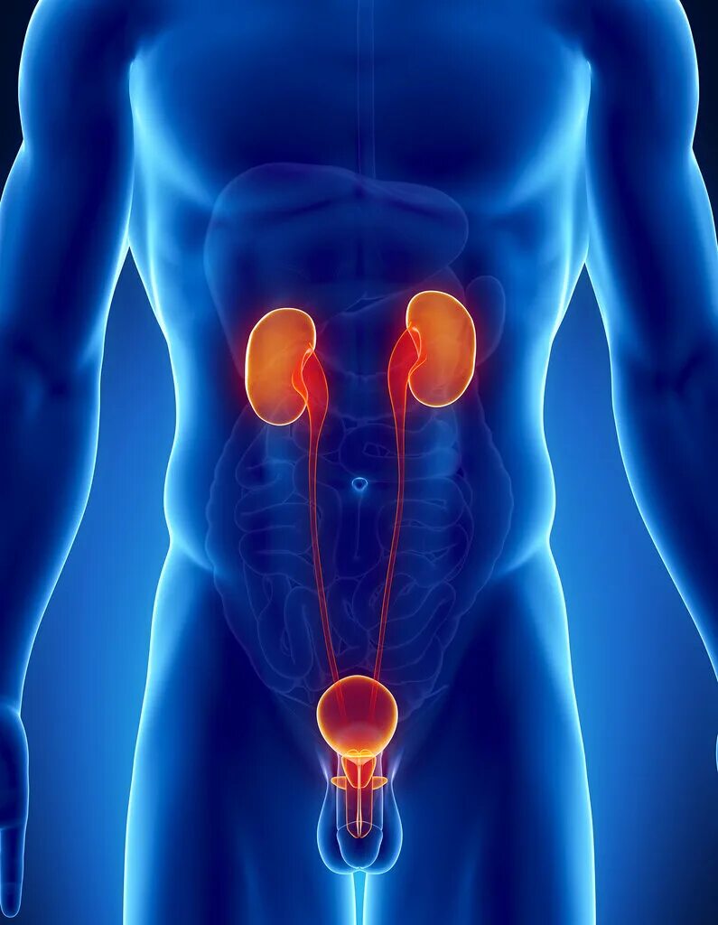 Мочевая система фото Vrach urolog Lampiga Ye. V., urology center, Kramatorsk, prospekt Oleksy Tykhoho