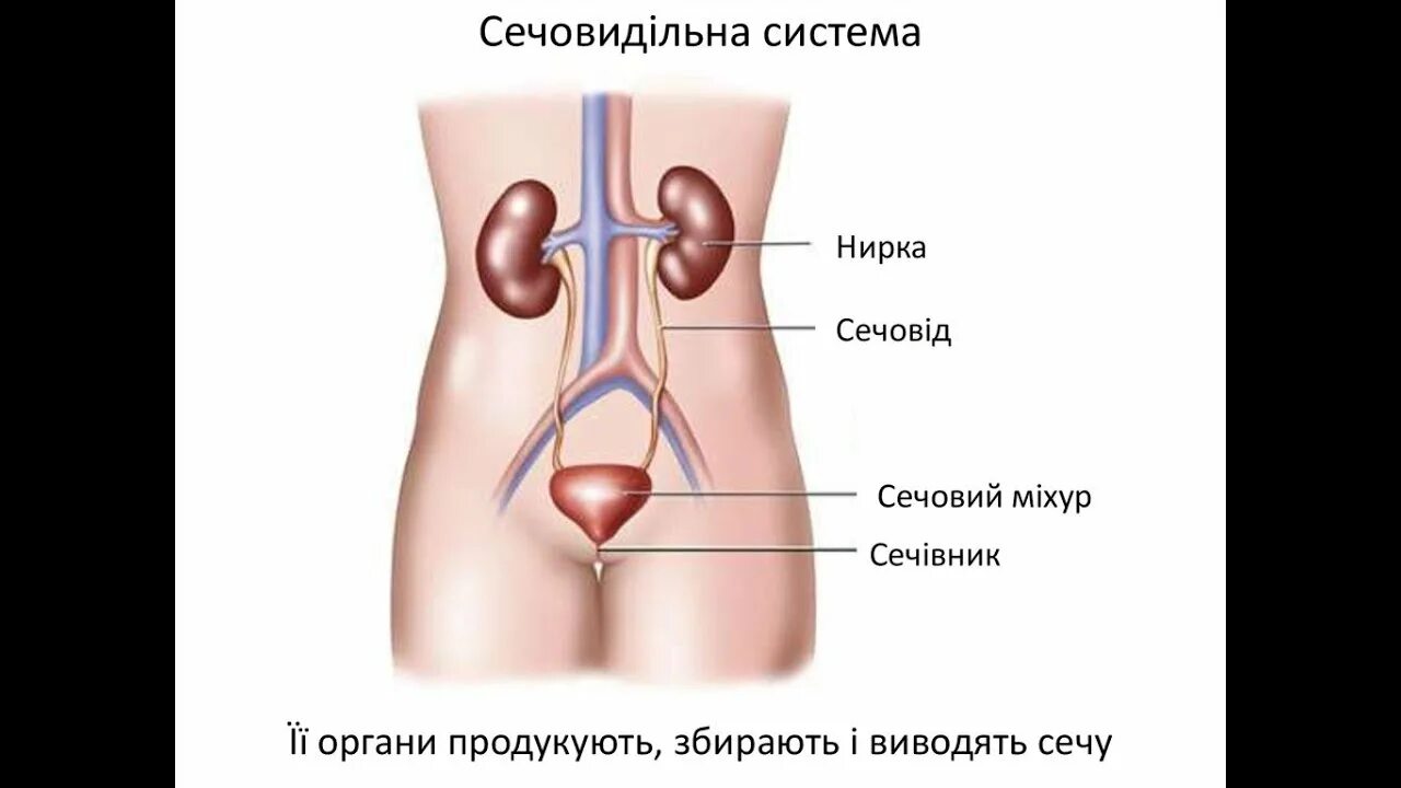 Мочевая система фото Сечова система. - YouTube
