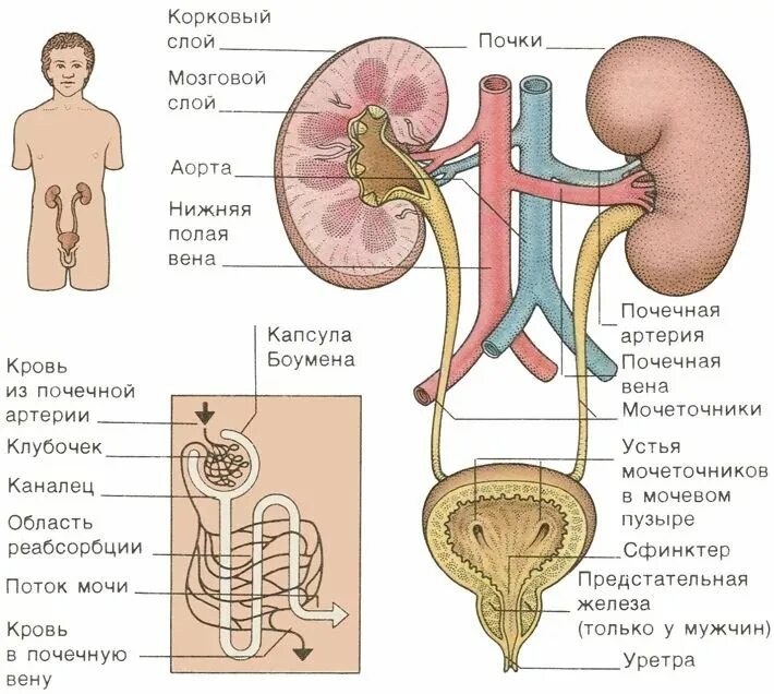 Мочевыделительная система фото Пин от пользователя Светлана на доске Анатомия Женская репродуктивная система, У