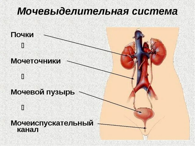 Мочевыделительная система фото Мочевыделительная система человека - строение и функции органов в таблице