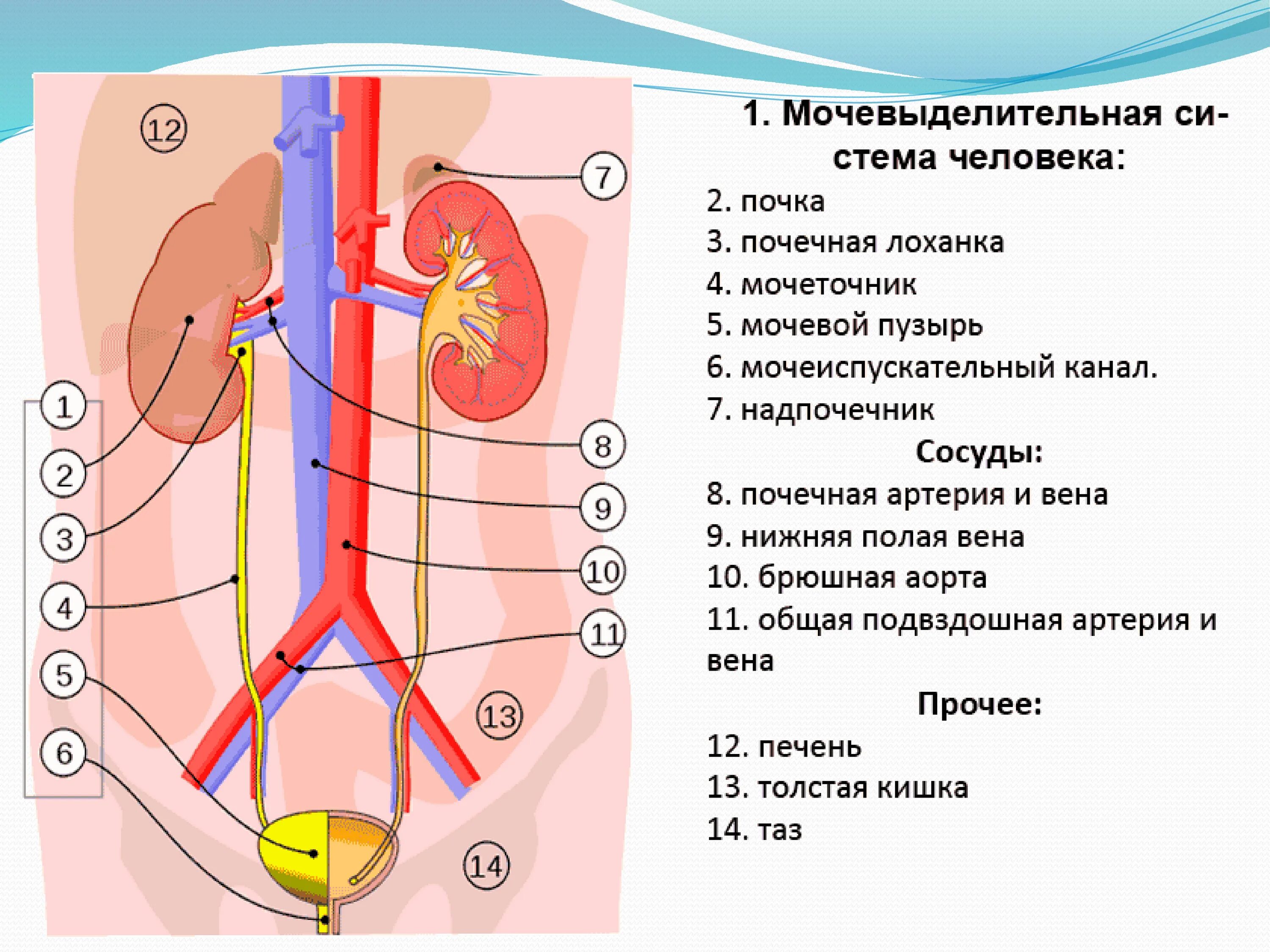 Мочевыделительная система фото Последовательность выделительной системы человека