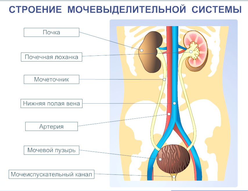 Мочевыделительная система фото Суммативное оценивание за 3 четверть. Биология. 8 класс.