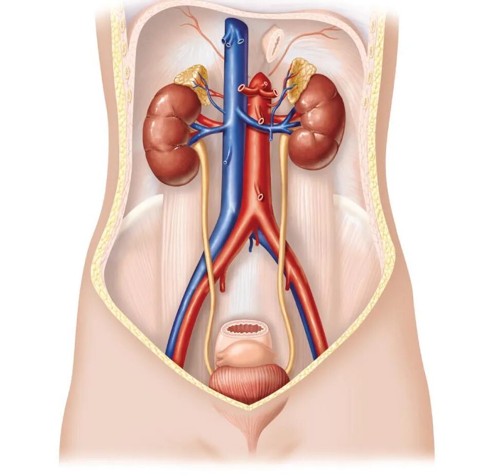 Мочевыделительная система фото Diagram of Excretory system Quizlet