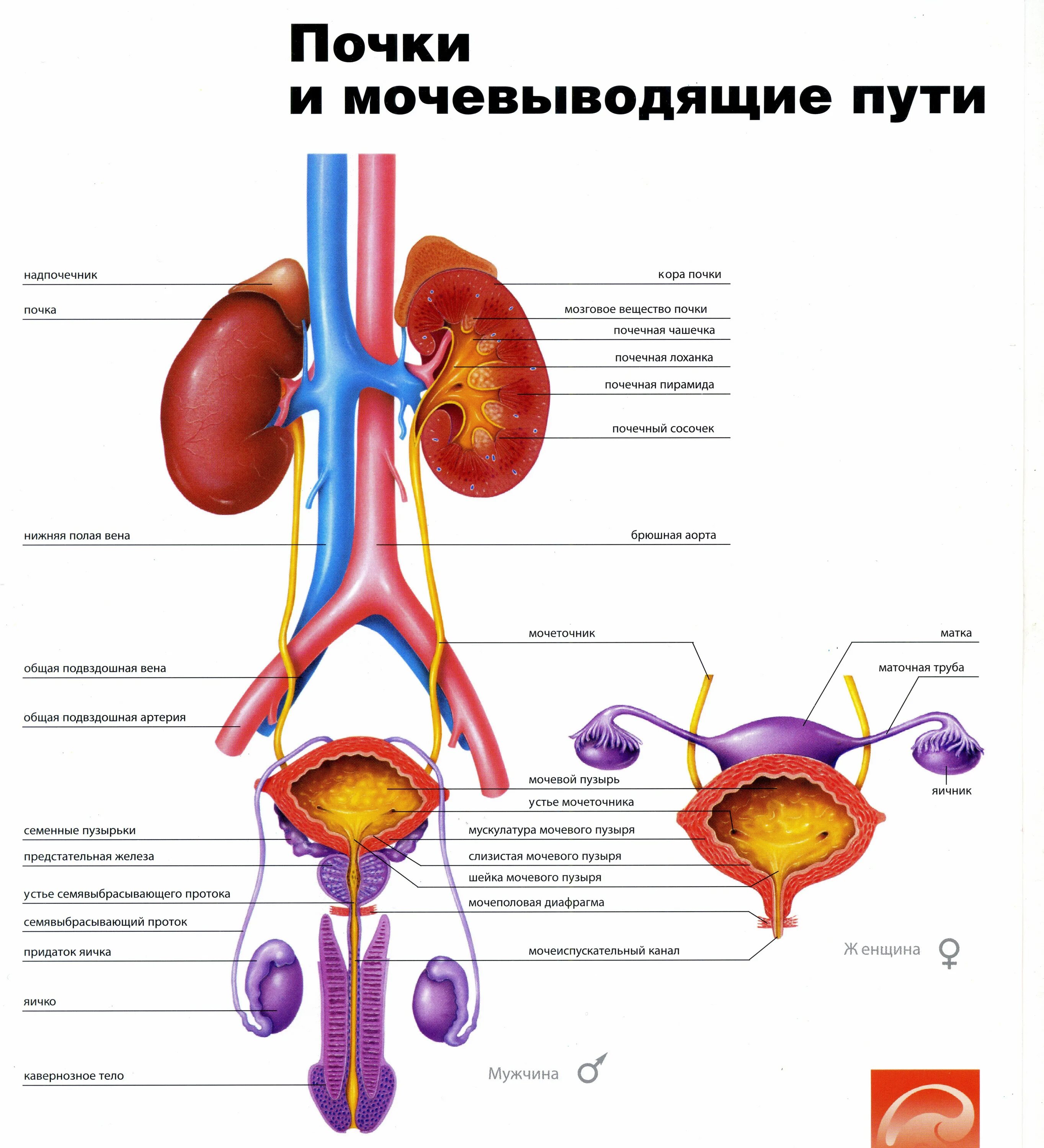 Мочевыделительная система фото Работа мочеполовой системы