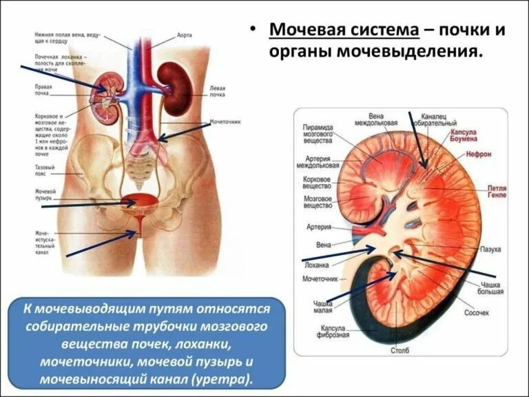 Мочевыделительная система фото Мочеточник у женщин фото - ViktoriaFoto.ru