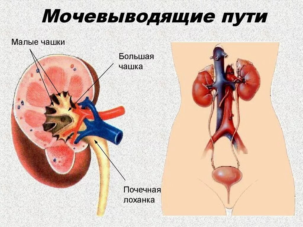 Мочевыделительная система фото Презентация мочевыделительная система медколледж