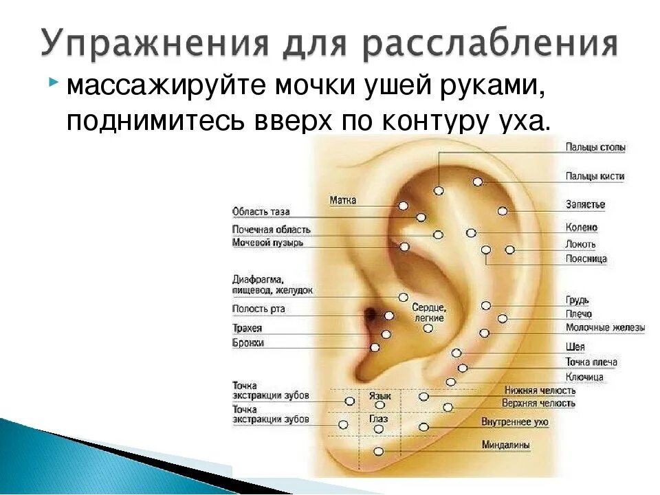 Мочка уха где находится фото Прыщи в ушах какой орган: найдено 86 изображений