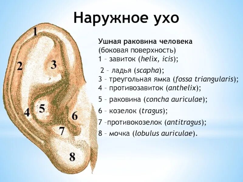 Мочка уха где находится фото Козелки ушах где находятся фото: найдено 90 изображений