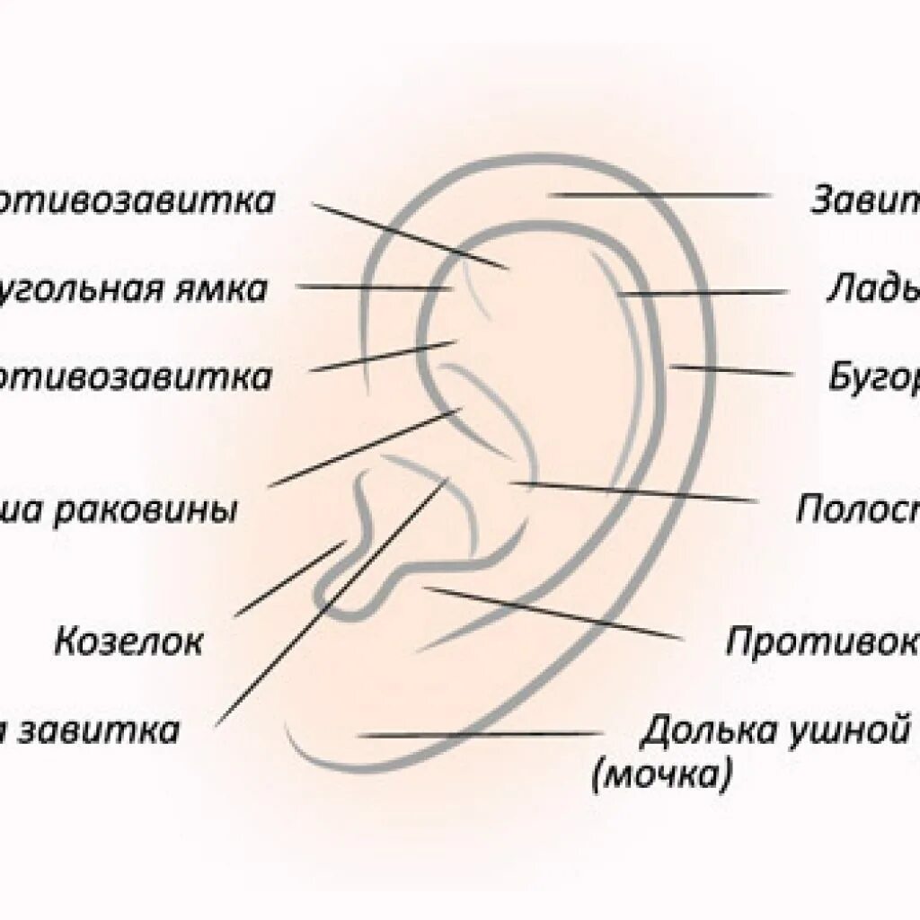 Мочка уха где находится фото Козелки ушах где находятся фото: найдено 90 изображений