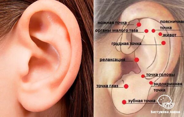 Мочка уха где находится фото Точечный массаж ушей от болезней: диагностика, самомассаж ушей