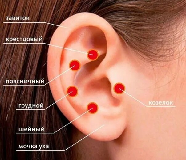 Мочка уха где находится фото Делаем массаж ушей Снимаем усталость Козелок, Ухо, Советы для девушек