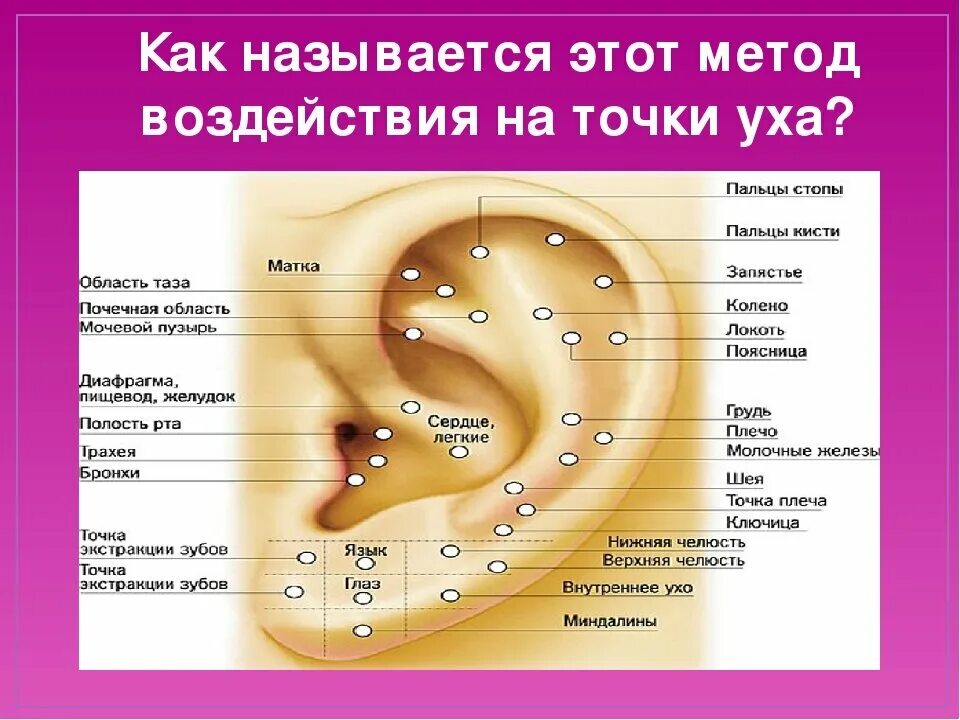 Мочка уха где находится фото Прыщи в ушах какой орган: найдено 86 изображений