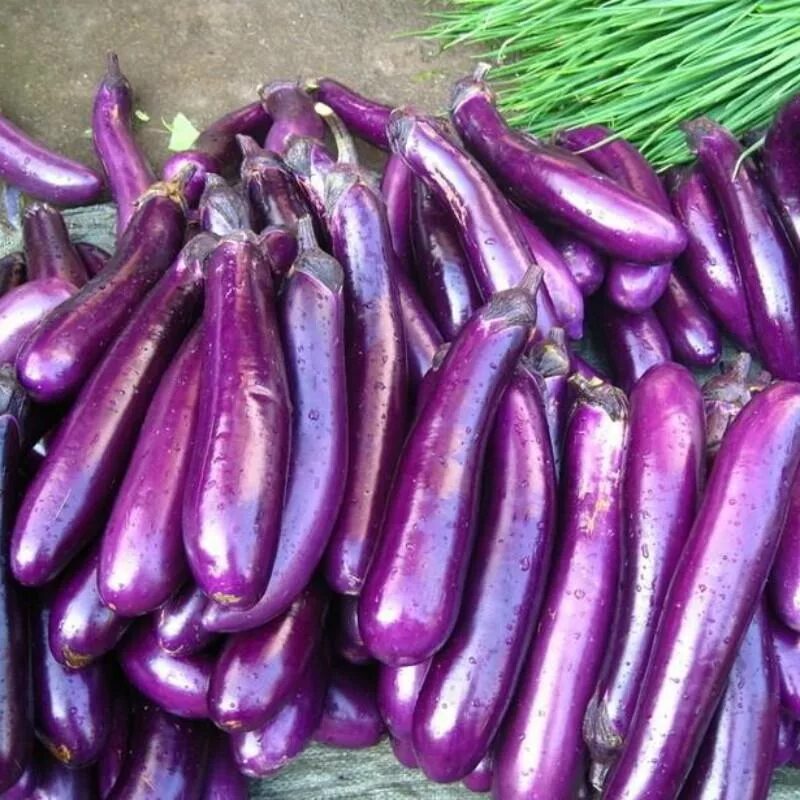 Мотя баклажан фото 100 pcs/pack Purple Eggplant Seeds Vegetable plants купить недорого - выгодные ц