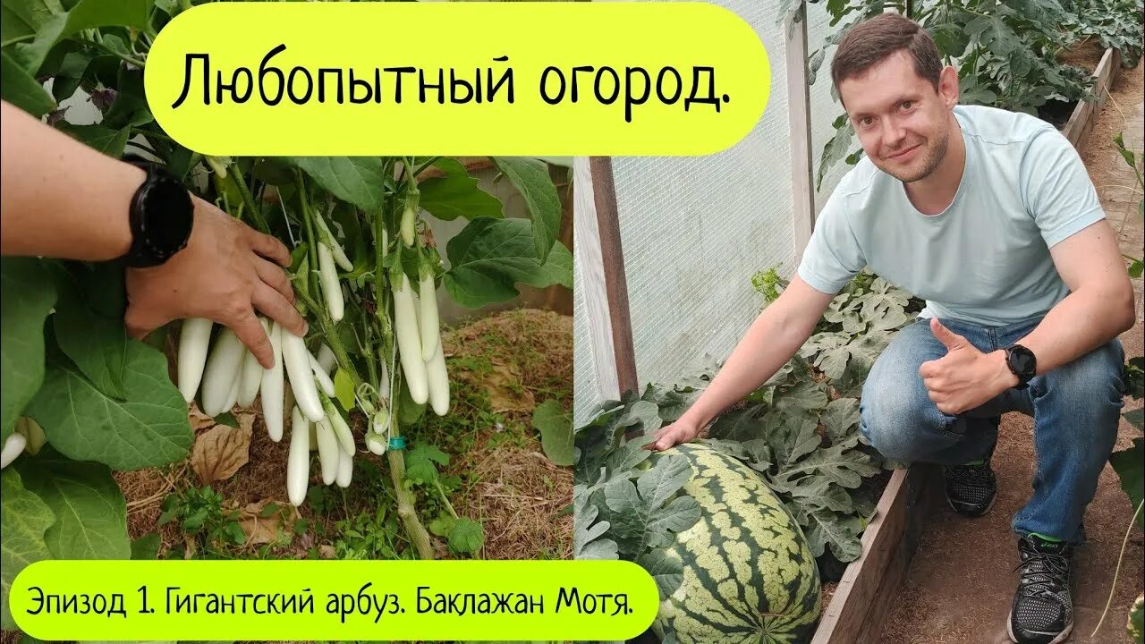 Мотя баклажан фото Любопытный огород. Эпизод 1. Гигантский арбуз. Баклажан Мотя. - YouTube
