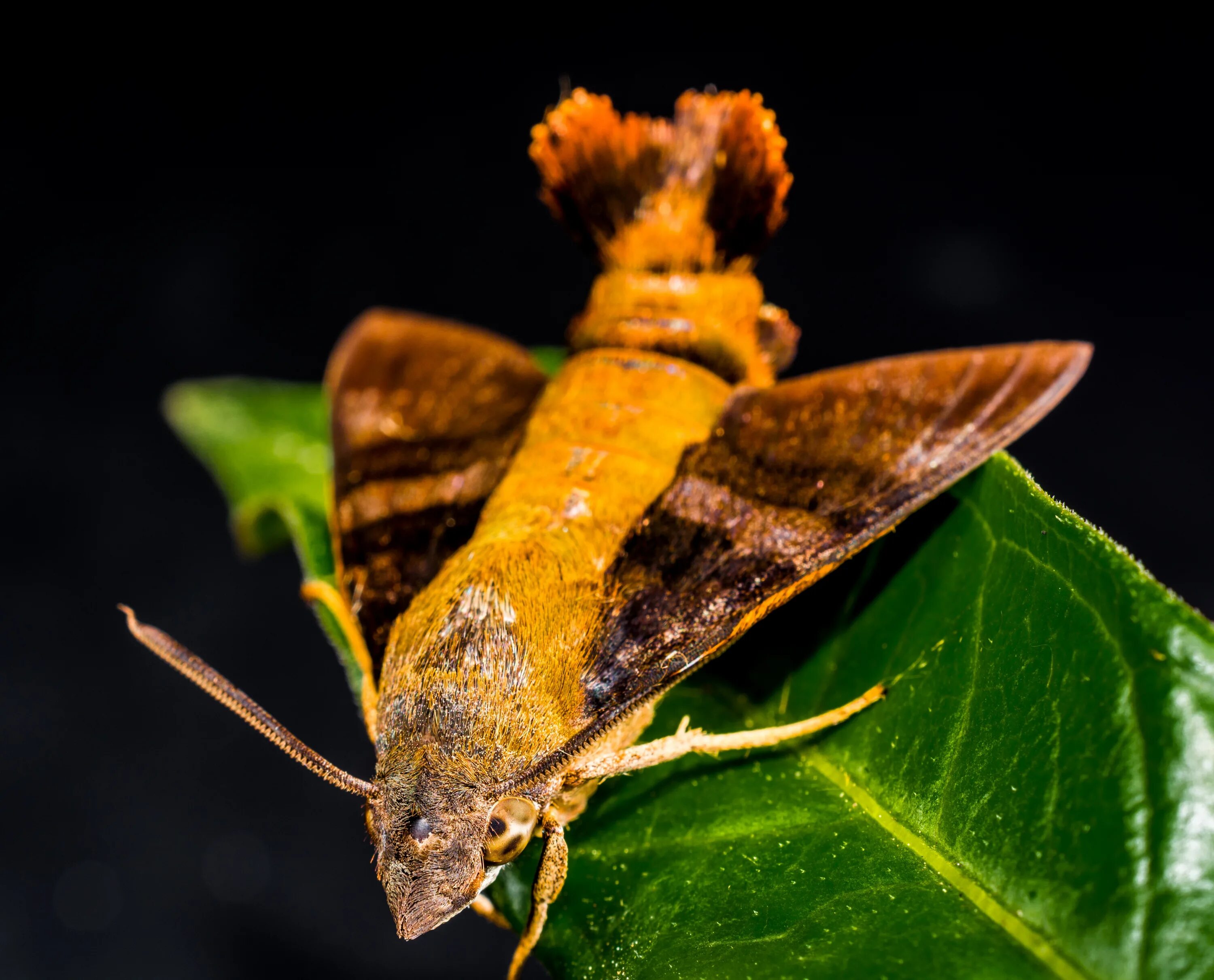 Мотыль фото бабочки Scary moth on the green leaf free image download