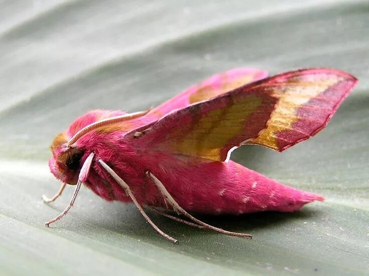 Мотыль фото бабочки quiet-nymph Pink moth, Moth, Rosy maple moth