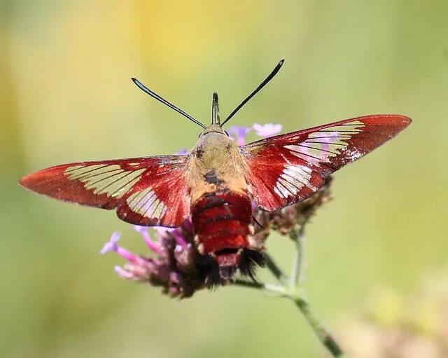 Мотыль фото бабочки Hummingbird Clearwing Moth Insect - Free photo on Pixabay