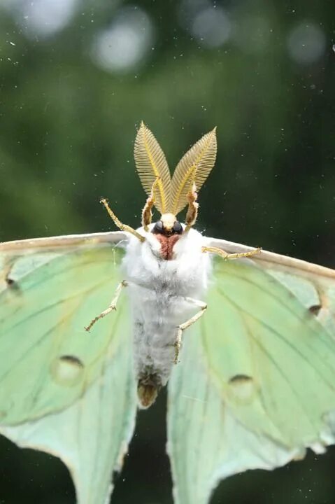 Мотыль фото бабочки Luna Moth Insect Bugs - Free photo on Pixabay Luna moth, Moth, Lunar moth