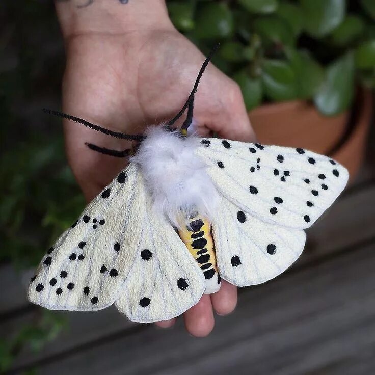 Мотылек бабочка фото Emily Yeadon (@homemadetrap) * Instagram-foto's en -video's Butterfly, Moth, Cut