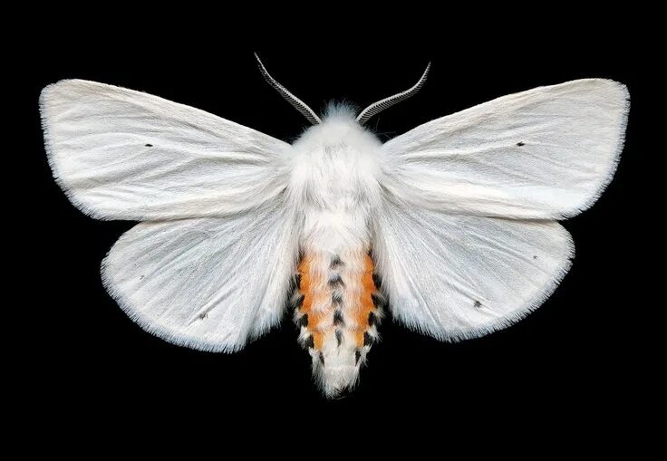 Мотылек бабочка фото Pin by Вилка Вилковна on Сердце Tiger moth, Moth, Insects
