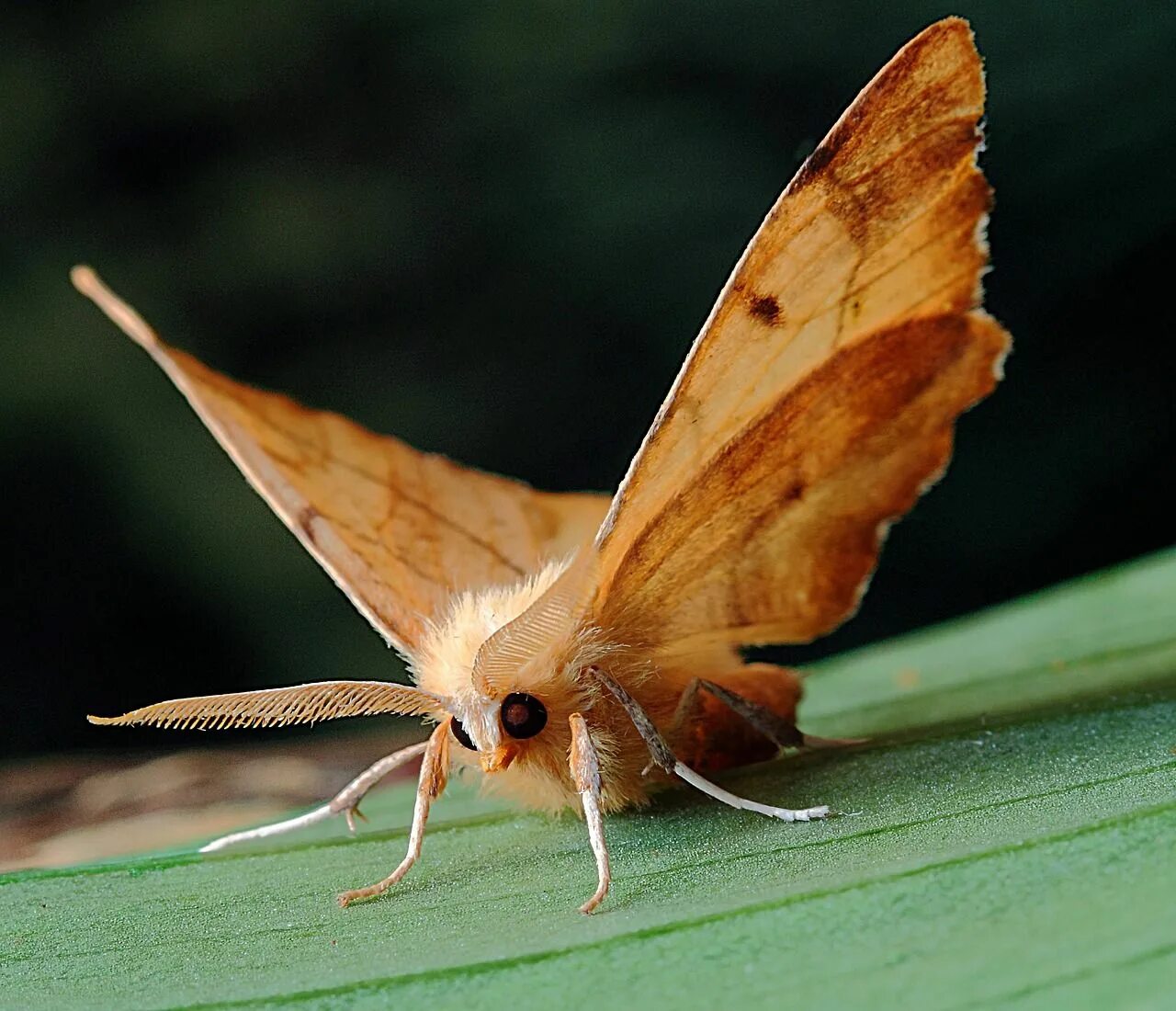 Мотылек бабочка фото Moth Macro Lepidoptera - Free photo on Pixabay Moth, Moth species, Insects