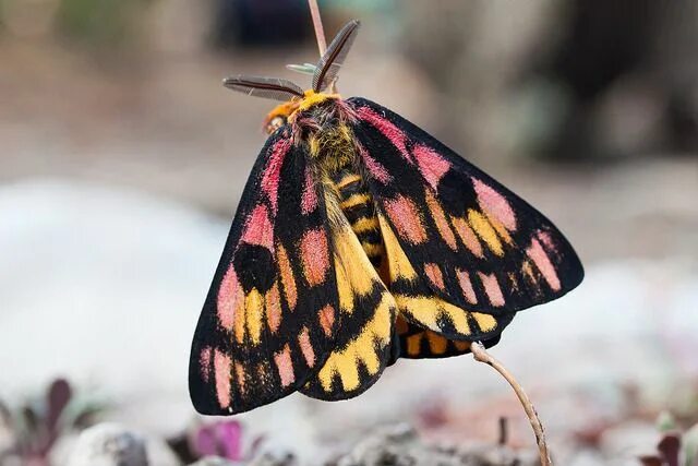 Мотылек бабочка фото animaux Pink moth, Moth, Beautiful bugs