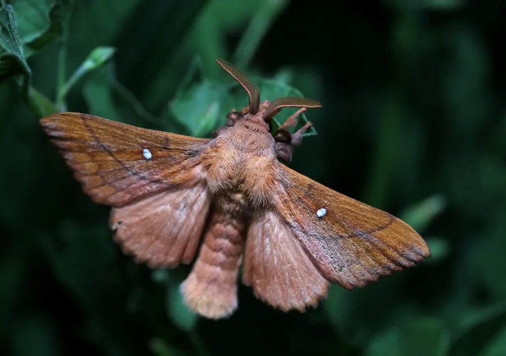 Мотылек бабочка фото Plum Lappet from Ефремовский р-н, Тульская обл., Россия on June 22, 2013 at 12:1