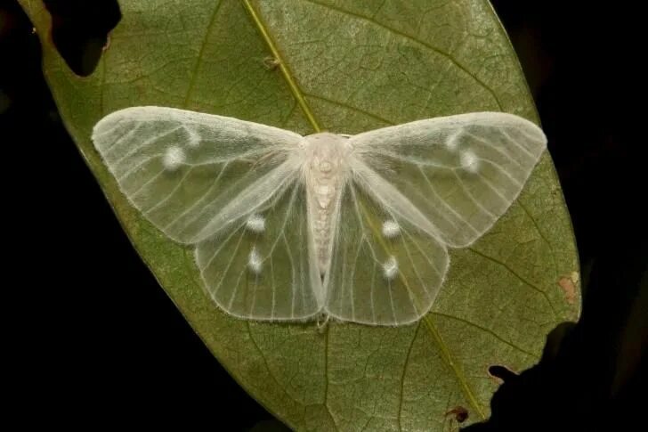 Мотылек бабочка фото A rare transparent moth, the lymantrine moth from Yunnan, China Moth, Beautiful 