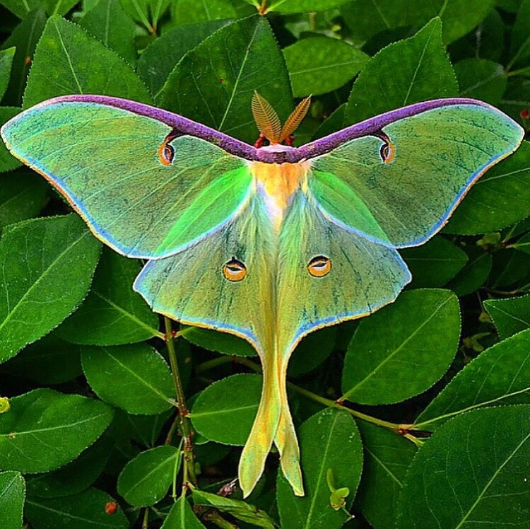 Мотылек бабочка фото Luna Moth on Leaves - Beautiful Arthropod Image