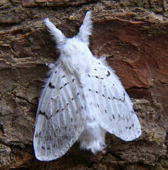 Мотылек бабочка фото Dot Lined White Moth
